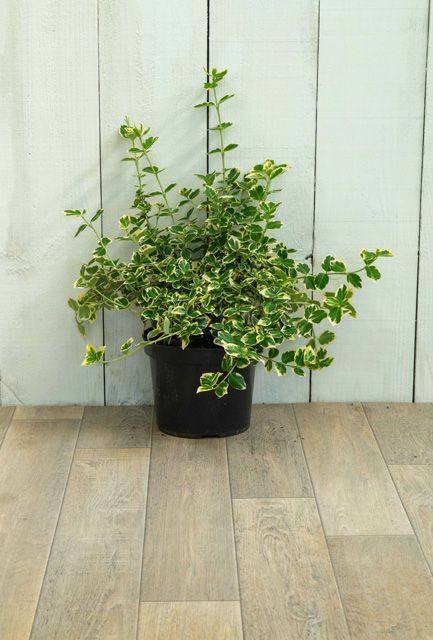 Euonymus Emerald Gaiety Hedge Pot Grown 20-30cm