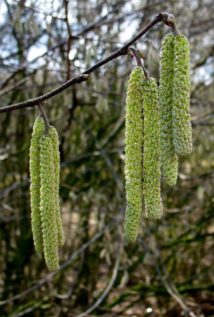 Hazel Hedge