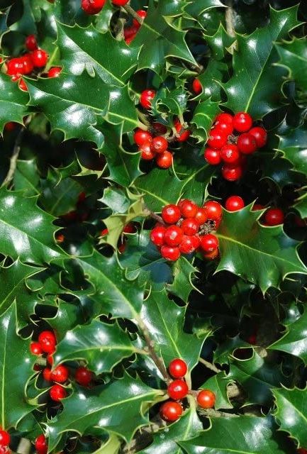 English Holly Hedge