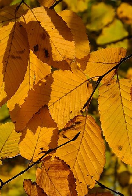 Hornbeam Hedge