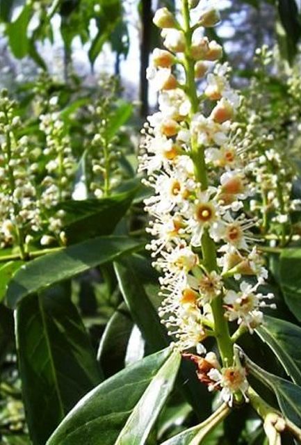 Upright Laurel Hedge