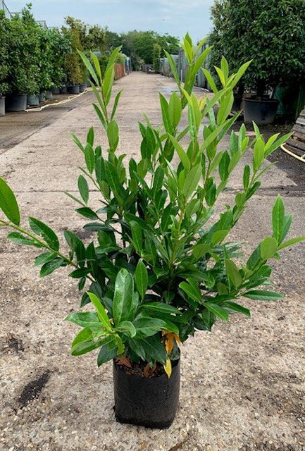 Upright Laurel Hedge Pot Grown 100-125cm