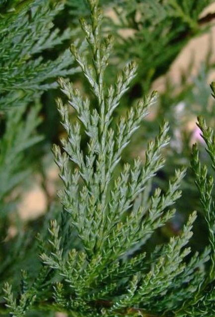 Green Leylandii Hedge