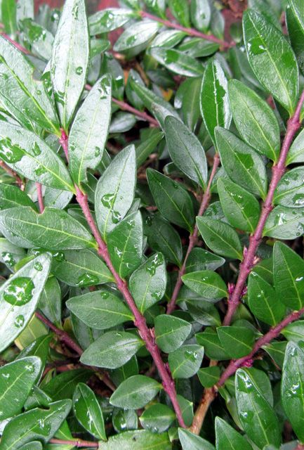 Box Leaf Honeysuckle Hedge