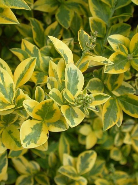 Golden Privet Hedge