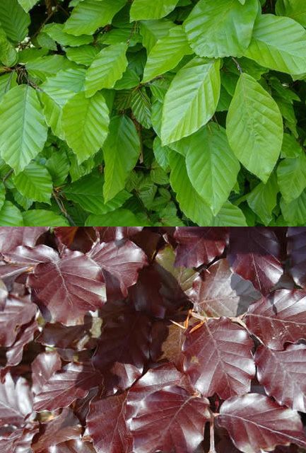Green and Purple Beech Hedging Mix