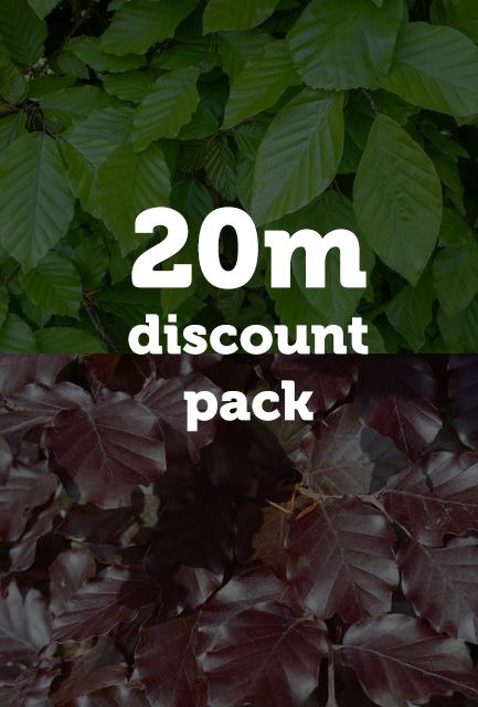 Green and Purple Beech Hedging Mix Bare Root 60-90cm high (20m Pack)