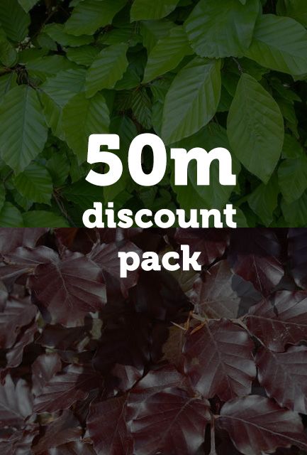 Green and Purple Beech Hedging Mix Bare Root 60-90cm high (50m Pack)