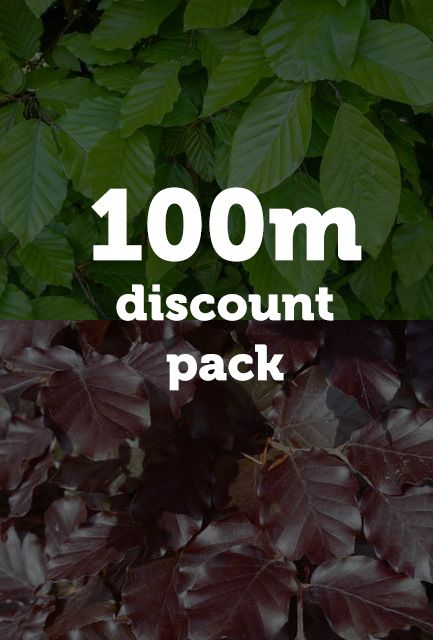 Green and Purple Beech Hedging Mix Bare Root 60-90cm high (100m Pack)