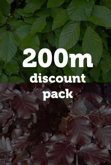 Green and Purple Beech Hedging Mix Bare Root 60-90cm high (200m Pack)