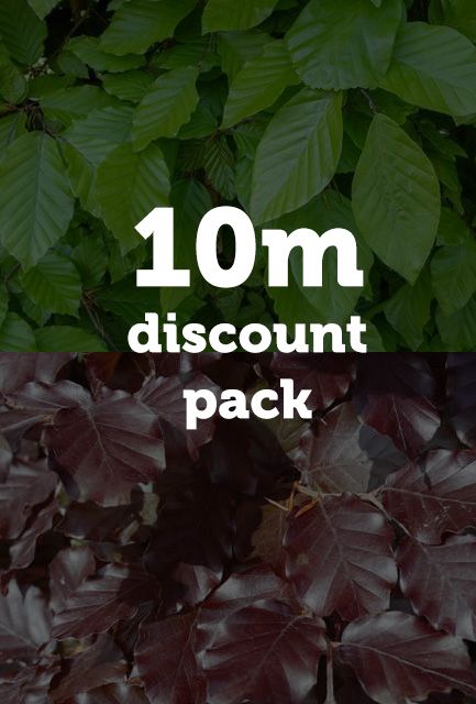 Green and Purple Beech Hedging Mix Bare Root 90-120cm high (10m Pack)