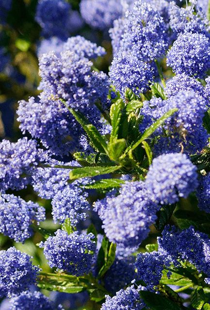 Californian lilac 'Blue Mound'
