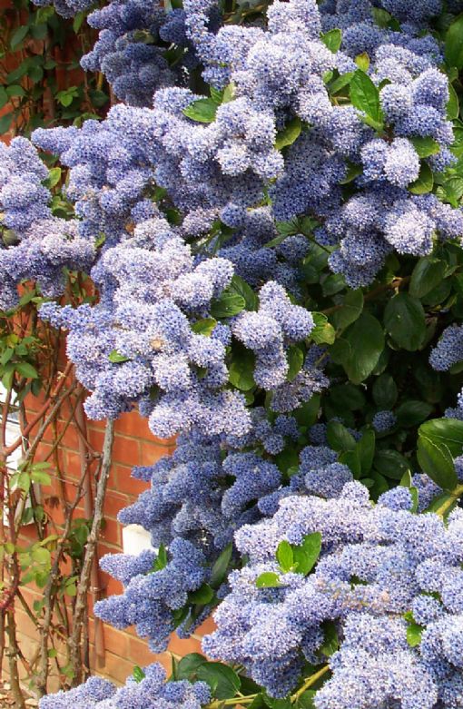 Californian lilac 'Trewithen Blue'
