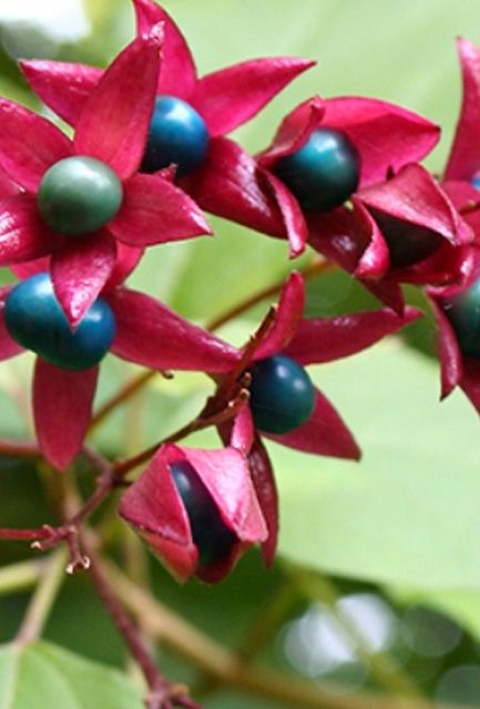 Clerodendrum fargesii