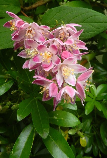 Deutzia × hybrida 'Perle Rose'