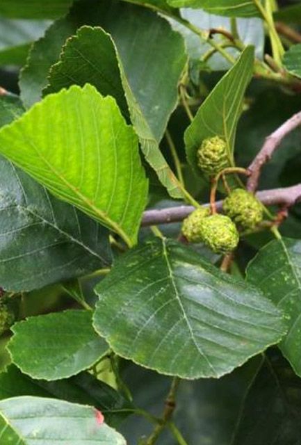 Common Alder Hedge