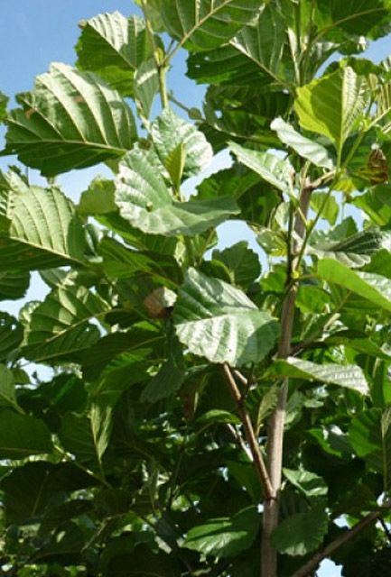 Common Alder Hedge