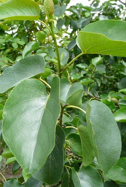 Italian Alder Hedge