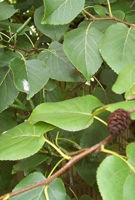 Italian Alder Hedge