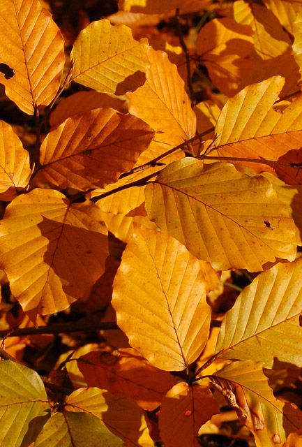 Green Beech Hedge