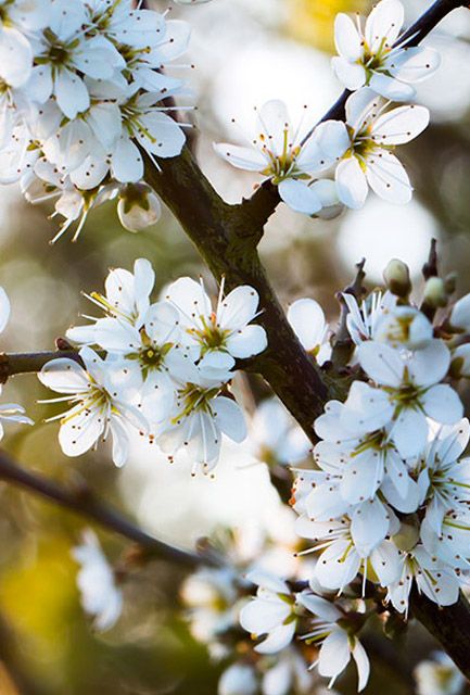 Blackthorn Hedge