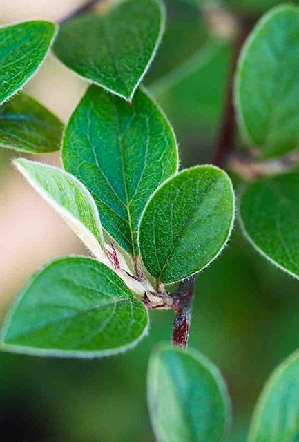 Cotoneaster franchetii Hedge