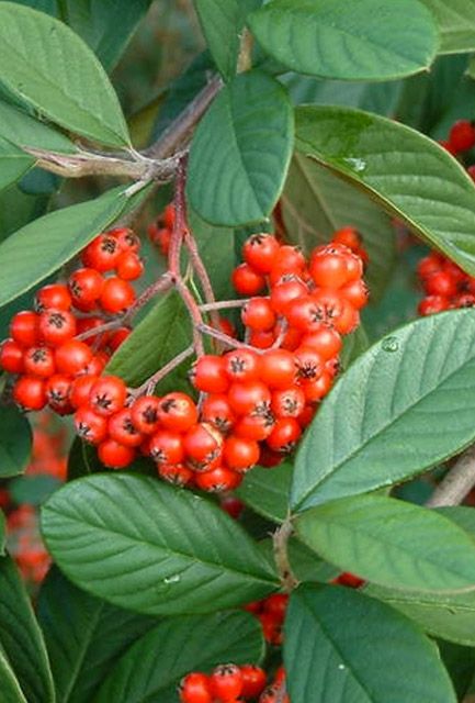 Cotoneaster lacteus Hedge