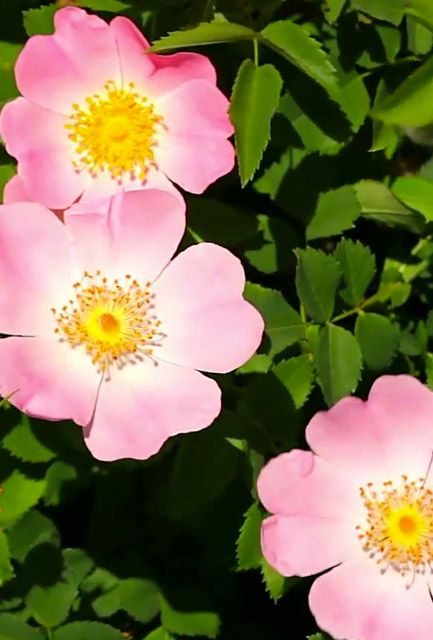 Dog Rose Hedge