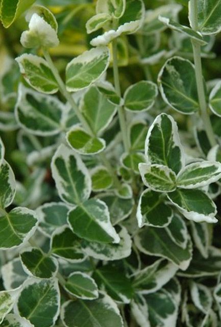 Euonymus Emerald Gaiety Hedge