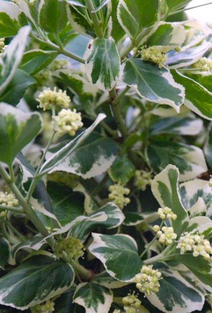 Euonymus Silver Queen Hedge