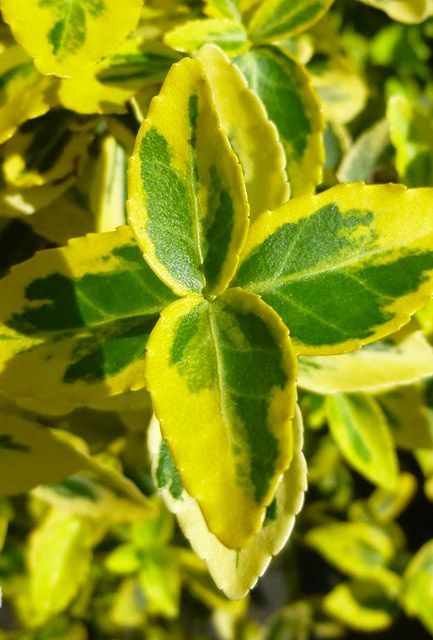 Euonymus Emerald 'n' Gold Hedge