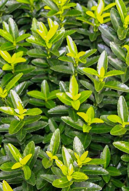 Euonymus Jean Hugues Hedge