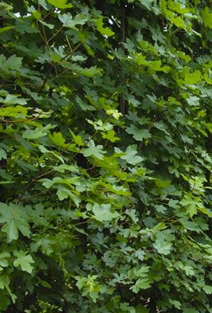 Field Maple Hedging