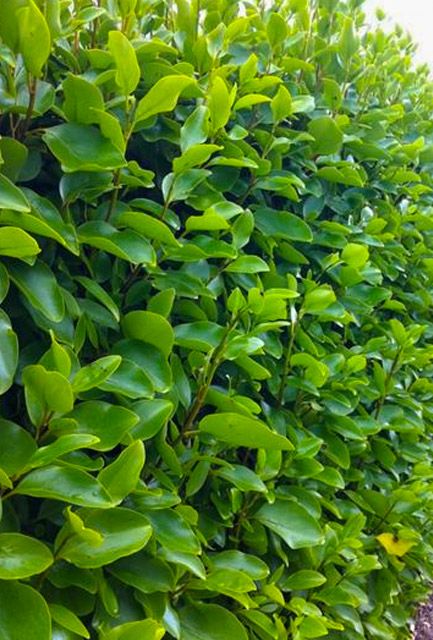 New Zealand Privet Hedge