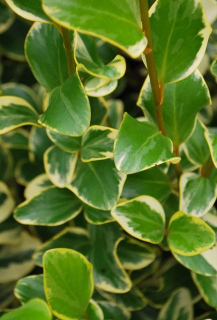 Variegated New Zealand Privet Hedge