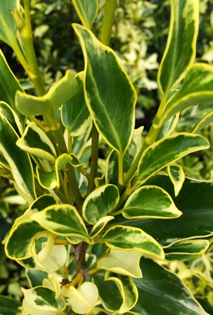 Variegated New Zealand Privet Hedge