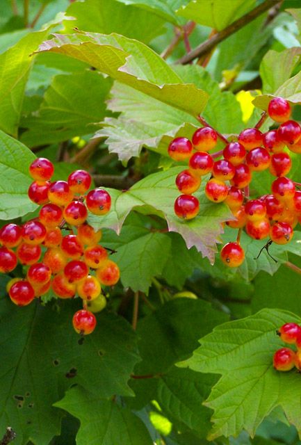 Guelder Rose Hedge