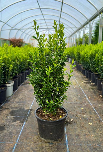 Euonymus Green Spire Hedge Pot Grown 40-50cm