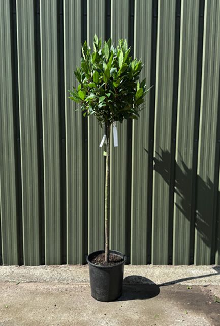 Bay Laurel Half Standard Tree