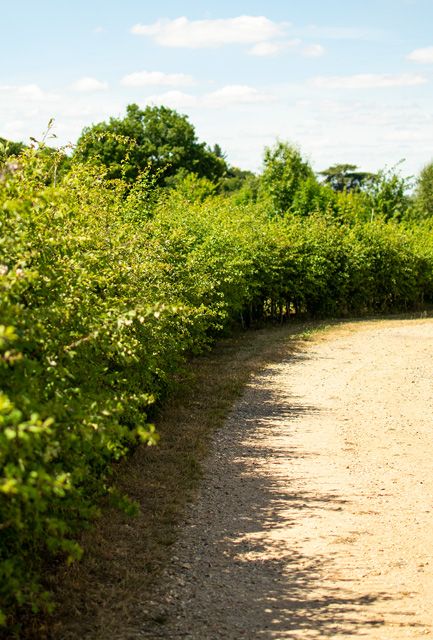 Countryside Stewardship BN11 Hedging Mix