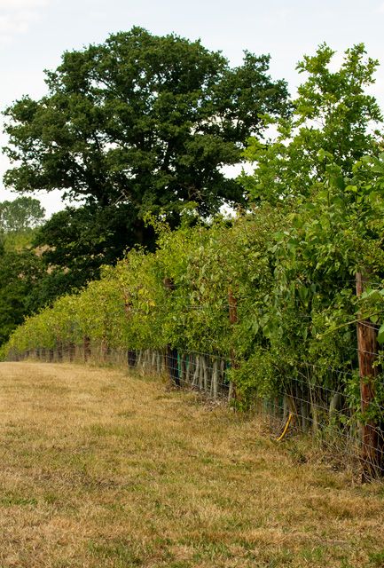 Countryside Stewardship BN11 Hedging Mix