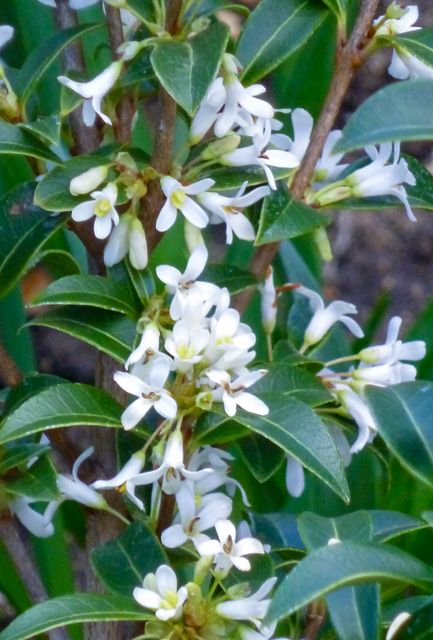 Osmanthus Hedging