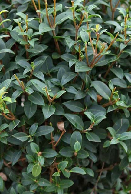 Osmanthus Hedge