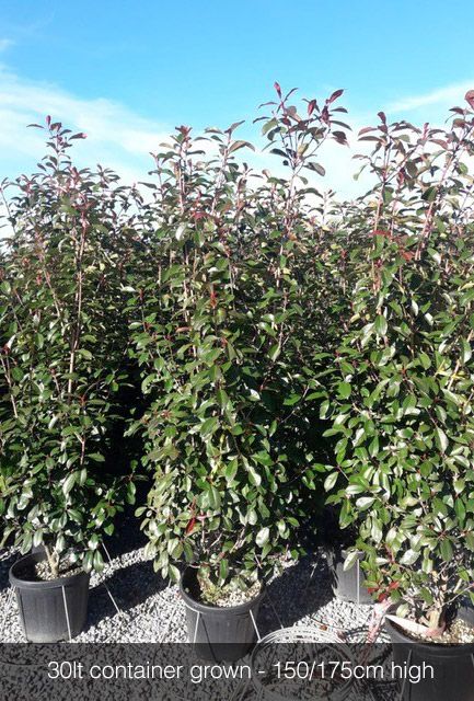 Photinia Hedge Pot Grown 150-175cm