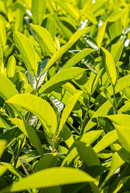 Cherry Laurel Hedge