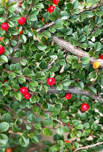 Cotoneaster dammeri Hedge