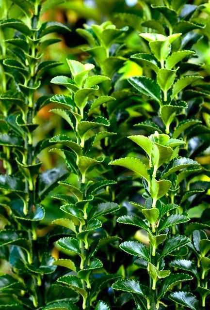 Euonymus Topiary Balls
