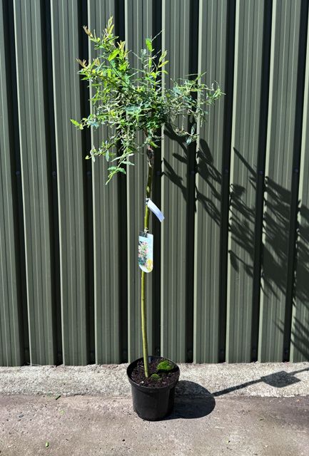 Flamingo Willow Half Standard Tree