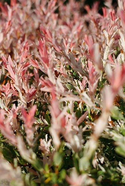Flamingo Willow Half Standard Tree