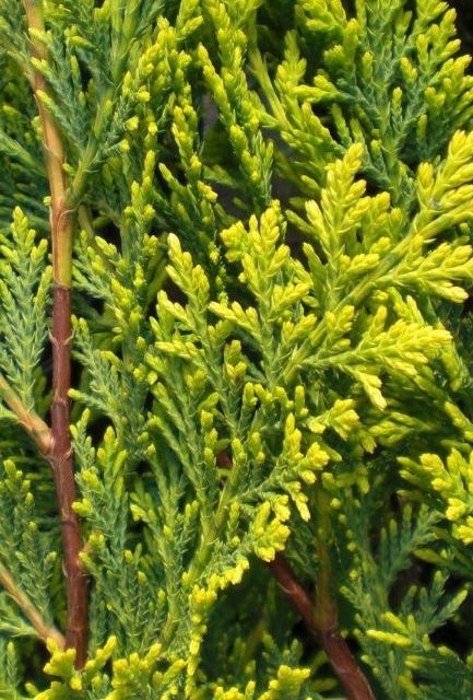 Golden Leylandii Hedge